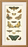 Buy Cramer Butterfly Panel I at AllPosters.com