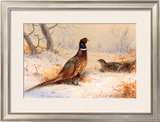 Cock and Hen Pheasant