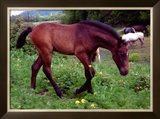 Buy Horse at AllPosters.com