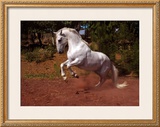 Buy Horse at AllPosters.com
