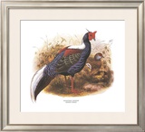 Swinhoe's Pheasant