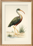 Buy Water Birds I at AllPosters.com