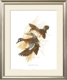 Buy Blue Winged Teal at AllPosters.com