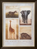Buy Animals of Africa at AllPosters.com