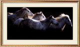 Buy Crin Blanc at AllPosters.com