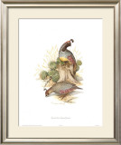 Buy Gamble's Quail at AllPosters.com