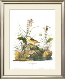 Yellow-Winged Sparrow