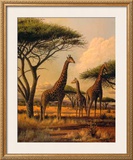Buy Giraffe Family at AllPosters.com