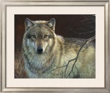 Uninterrupted Stare: Gray Wolf