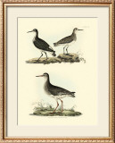 Selby Sandpipers II