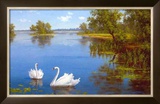 Buy Swans on the Lake at AllPosters.com