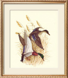 Buy Mallards at AllPosters.com