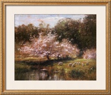 Sheep Grazing Under Apple Blossoms