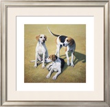 Cotswold Foxhounds