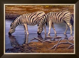 Buy Zebras Drinking at AllPosters.com
