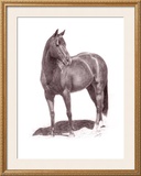 Buy Calypso Pony at AllPosters.com