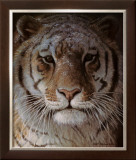 Tiger Portrait