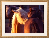 Buy Telling Secrets at AllPosters.com