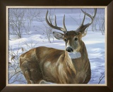 Through My Window: Whitetail Deer