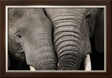 Calin d'Elephants