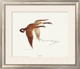 Buy Canada Geese at AllPosters.com
