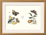 Buy Entomology II at AllPosters.com