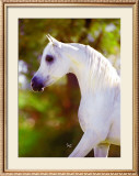 Buy Graceful Beauty at AllPosters.com