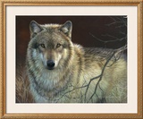 Uninterrupted Stare: Gray Wolf