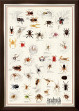 Arachnids