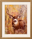 Buy Buck in Forest at AllPosters.com