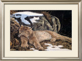 Time to Rest Lynx