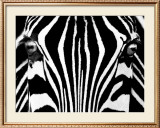 Black & White I (Zebra)