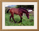 Buy Horse at AllPosters.com