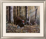 Wild Turkeys