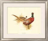Buy Ring Necked Pheasant at AllPosters.com