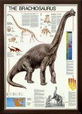 Dinosuars Brachiosaurus