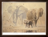 African Elephants and Namaqua Doves