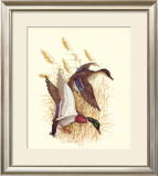 Buy Mallards at AllPosters.com