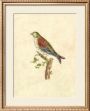 Buy Selby Birds VI at AllPosters.com