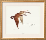 Buy Canada Geese at AllPosters.com