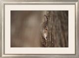 Buy Gray Wolf at AllPosters.com