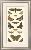 Buy Cramer Butterfly Panel II at AllPosters.com