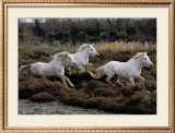 Buy Equus, Camargue, France at AllPosters.com