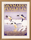 Buy Denmark Bird Society at AllPosters.com