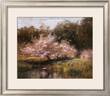 Sheep Grazing Under Apple Blossoms
