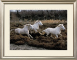 Equus, Camargue, France