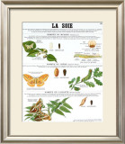 Silk Teaching Chart