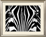 Black & White I (Zebra)