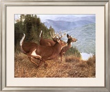Running Deer