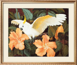Cockatoo and Hibiscus